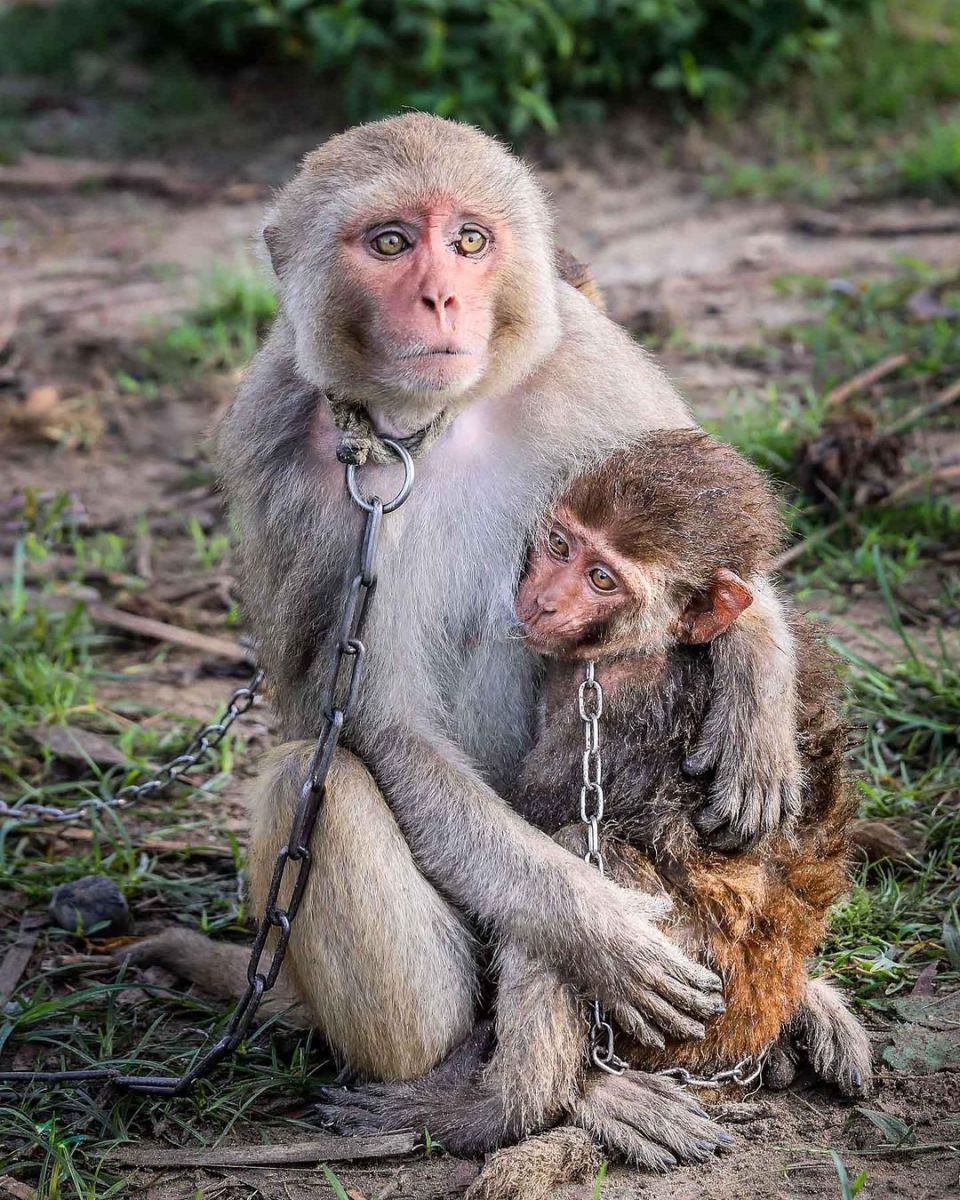 monkey and his baby tied with chain photo viral