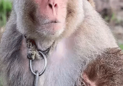 Monkey and his Baby tied with chain photo viral
