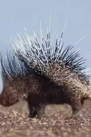 Lion Porcupine Fight Story