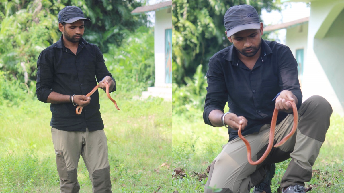 Red Coral Kukri Snake Found in Bihar