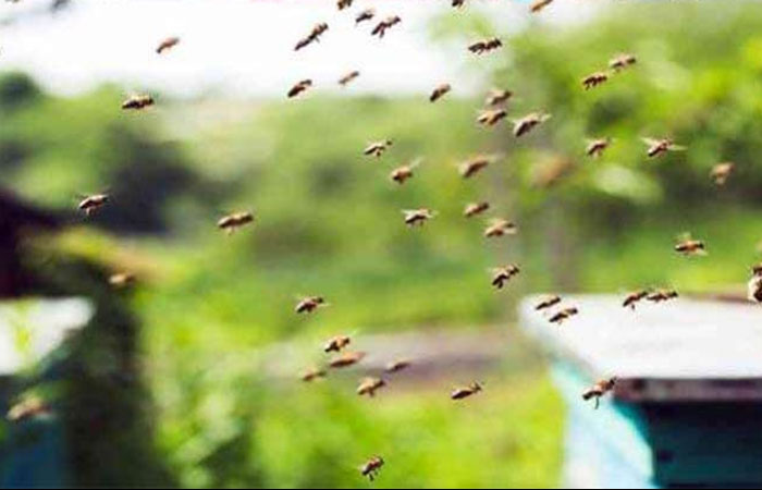 Haryana Secretariat Bees Attack