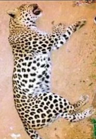 Panchkula Leopard Death In Accident Hit By High Speed ​​Truck News