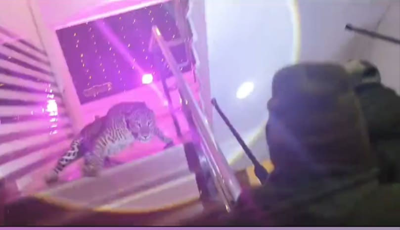 Lucknow Leopard Entry at Marriage Party Viral Video 