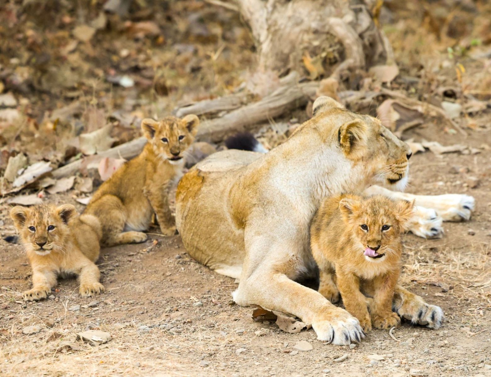 PM Modi Gir National Park