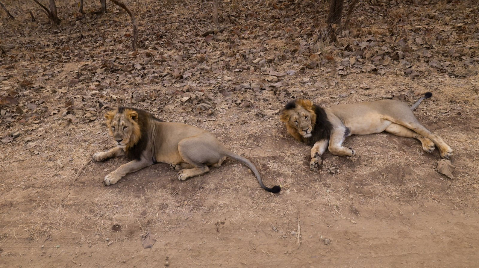 PM Modi Gir National Park