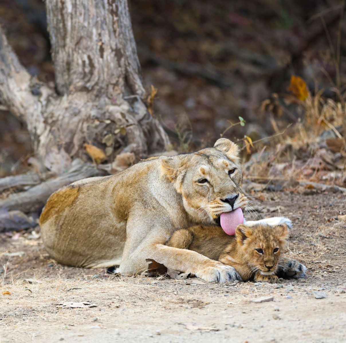 PM Modi Gir National Park