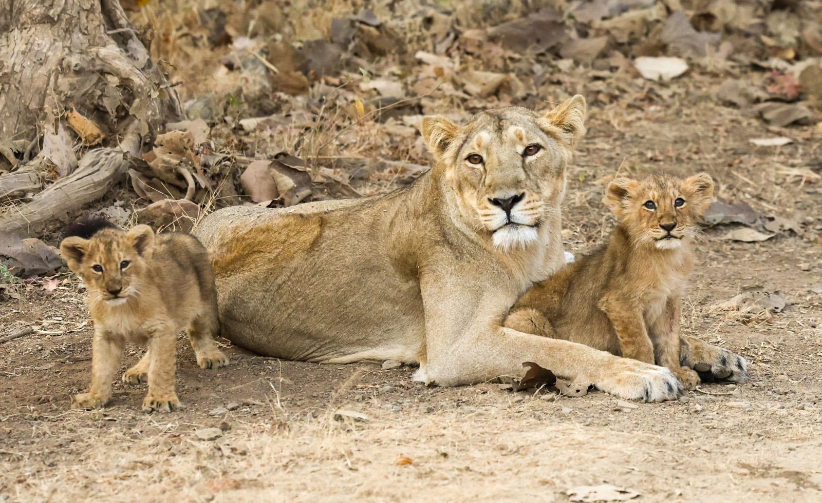 PM Modi Gir National Park