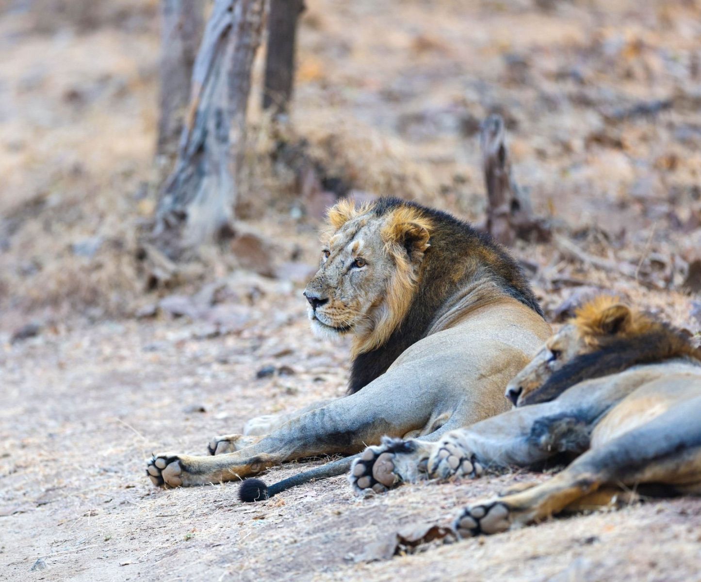 PM Modi Gir National Park