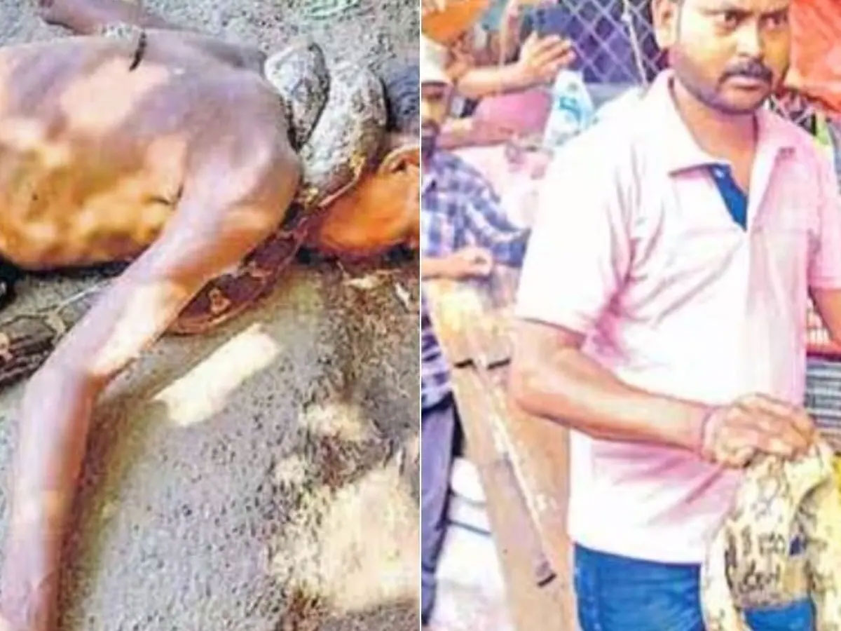 Python Killed Man in Jharkhand Latest News