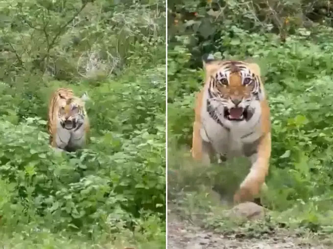 Tiger Attack Viral Video