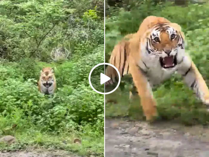 Tiger Attack Viral Video