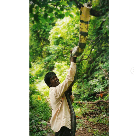 Vava Suresh Snake Rescue