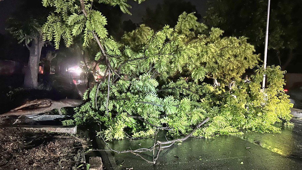 Zirakpur Billboard Collapse Several Vehicles Damaged Chandigarh Tree Falls