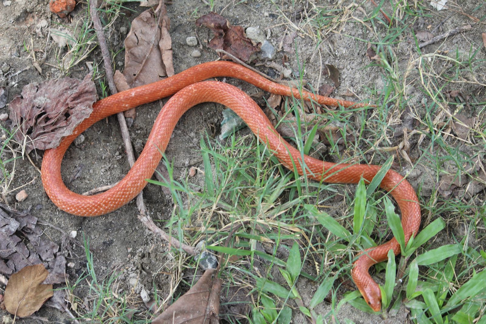 Red Coral Kukri Snake Found in Bihar