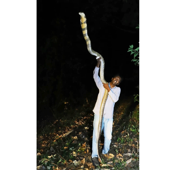 vava suresh snake bite