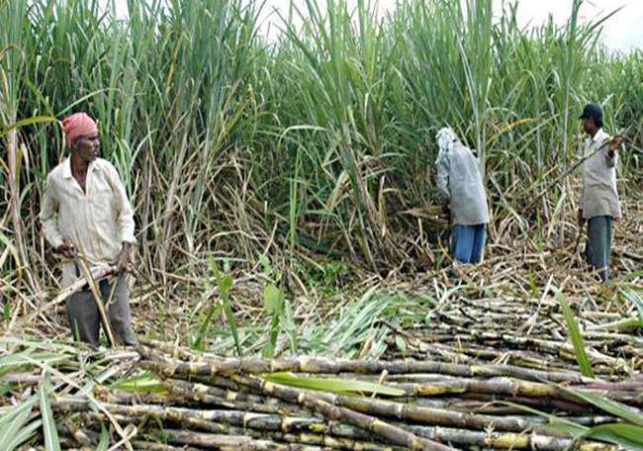 गन्‍ना मंत्री लक्ष्मी नारायण का न‍िर्देश