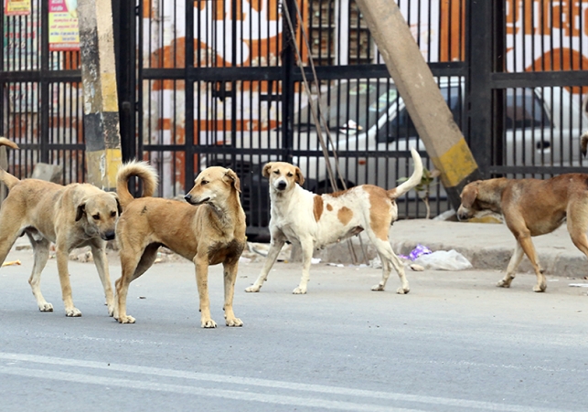 Stray Dogs Maul 10-Year-Old Girl to Death in Bihar, Panic Spreads in Village