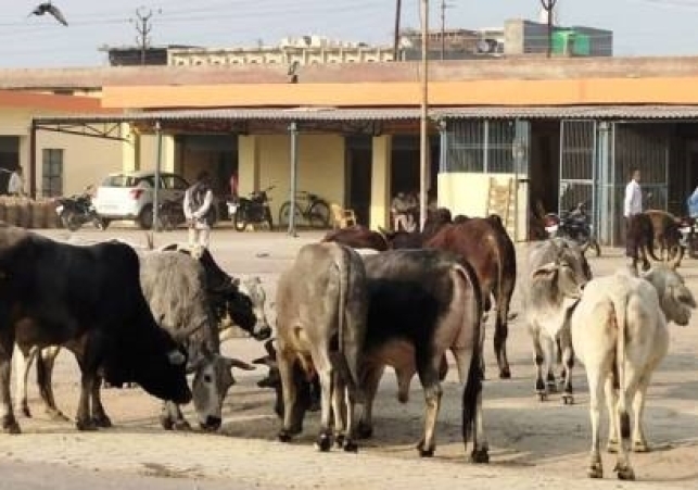 Cows Ate Poisonous Substances