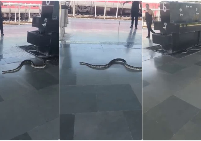 Python at Yognagari Railway Station