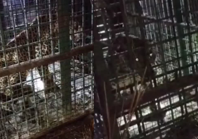 Bahraich cannibal leopard cage