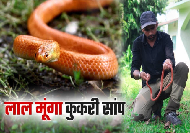 Red Coral Kukri Snake Found in Bihar