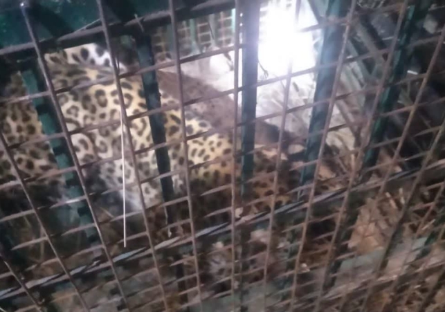 Leopard Ataacked in Bahraich