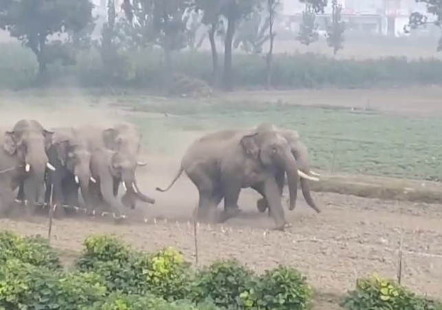 Elephant terror in Haridwar