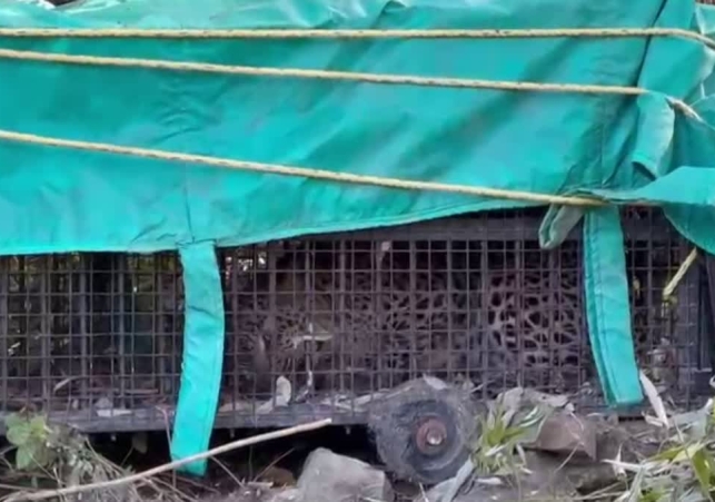 Female Leopard Captured in Cage