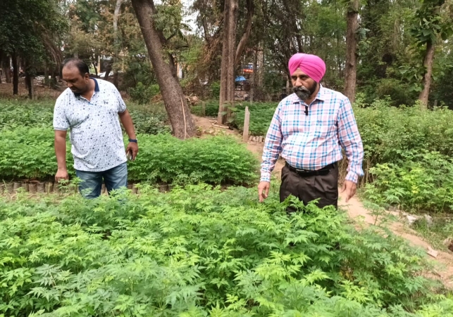 Tree Plantation Mission