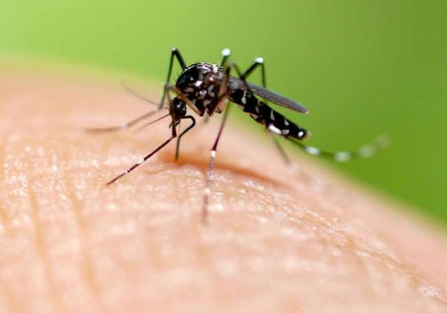 Dengue Patients in Mohali