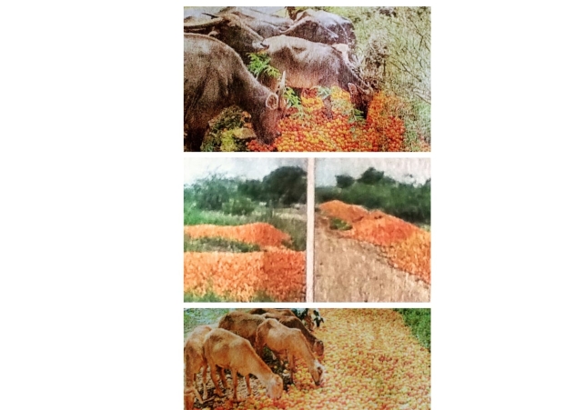 Raptadu Villagers Threw Tomatoes