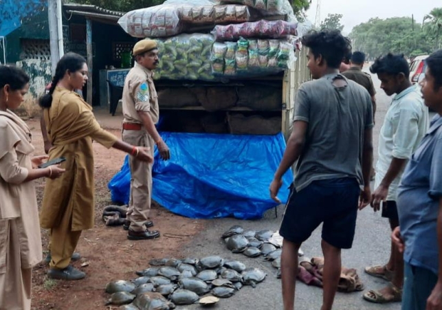 तस्करी कर 645 कछुओं ले जाते  हुए जप्त किया 