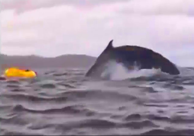 A whale swallowed a man and his boat in the sea Viral Video News