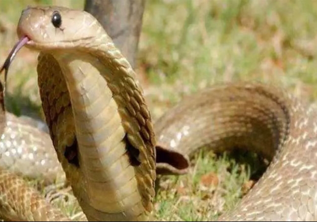 Bihar Nawada Man Bites Snake After Snake Bite News Update