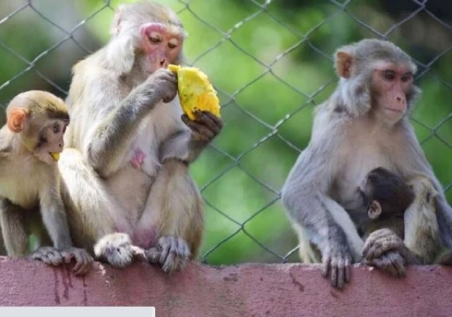 Airgun kills langur