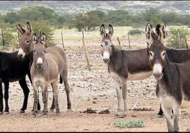 Five Donkeys of Vices