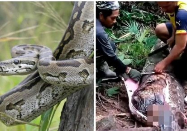 A python swallowed a woman alive