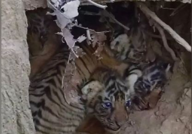 Tigress gave Birth to a Cub