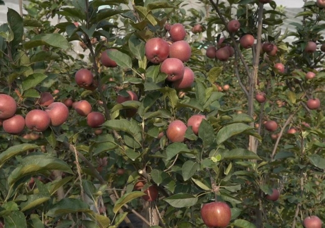 Apples were Sold by the Kilo