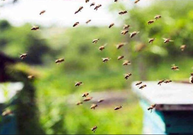 Chandigarh Bees Attack Breaking One Man Dead News 