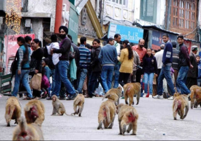 Notice to the Central Animal Welfare Board in the matter of freeing Shimla from the menace of monkeys