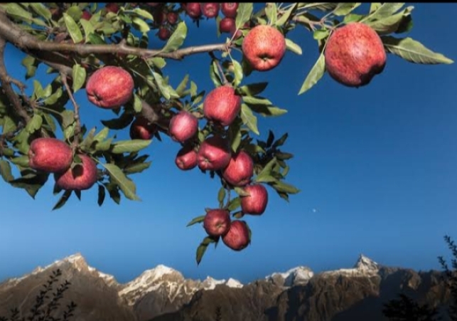 In Shimla, the district administration has fixed the prices of apples, action will be taken on the excess collection of apples.