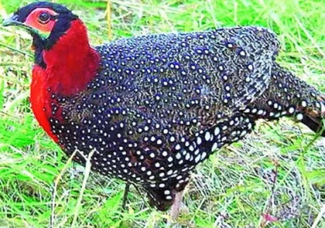 Himachal's state bird Jujurana's family increased to 4.48 per habitat in the World Heritage Great Himalayan National Park