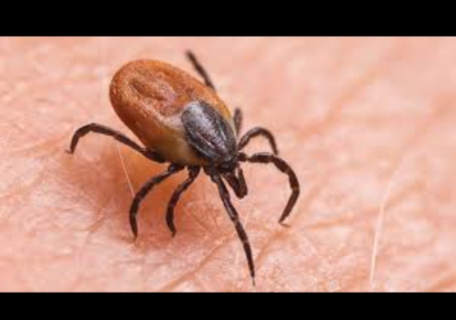 The risk of scrub typhus increased in Himachal Pradesh, so far 242 cases have been reported.