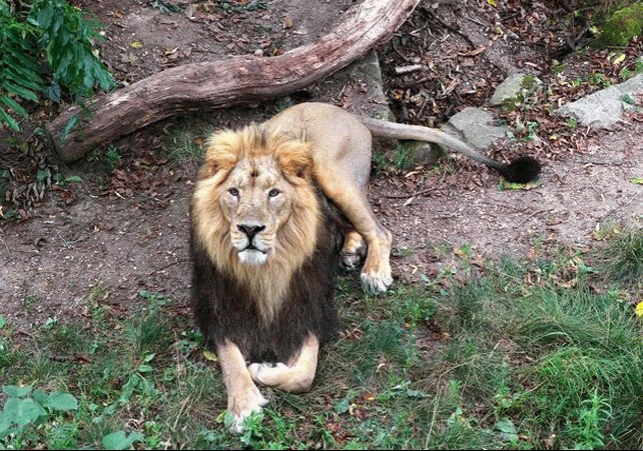 Lion Porcupine Fight Story