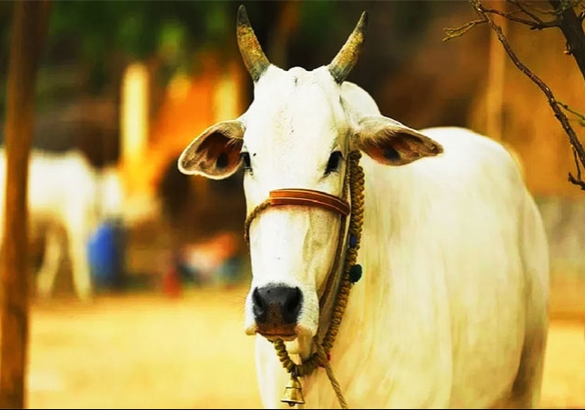 Maharashtra Govt Declares Desi Cows As Rajya Mata CM Eknath Shinde Order