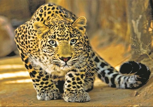 Panchkula Leopard Death In Accident Hit By High Speed ​​Truck News