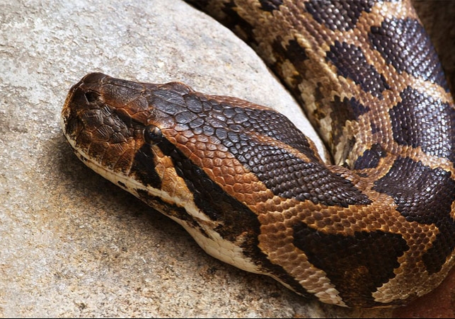 Python Killed Man in Jharkhand Latest News