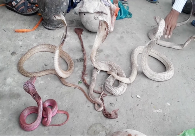 Snake Fair in Bihar 