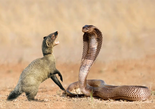 Snake-Mongoose Dangerous Fight Viral Video Update